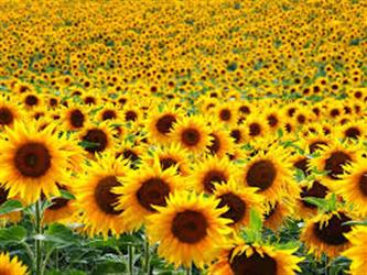 field of sunflowers