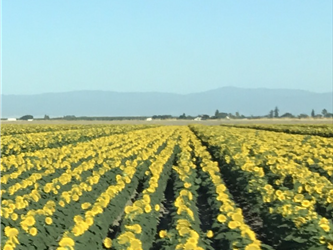 a field of flowers