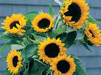 yellow sunflowers 