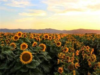 a field of flowers